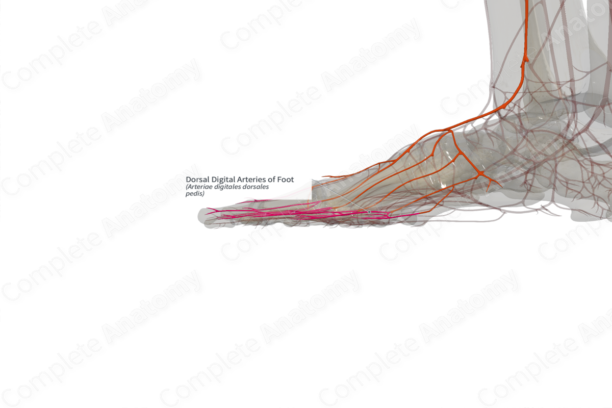 Dorsal Digital Arteries of Foot (Left)