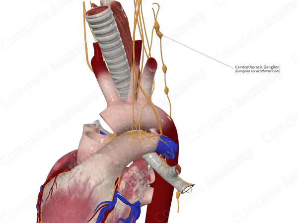 Cervicothoracic Ganglion
