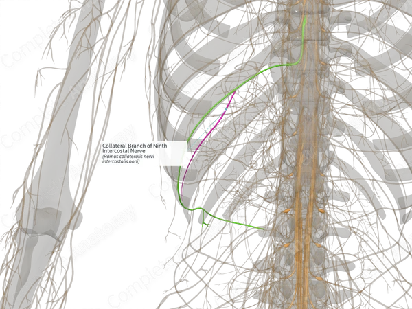 Collateral Branch of Ninth Intercostal Nerve (Left)