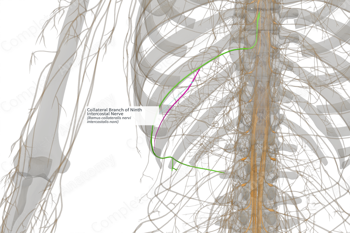 Collateral Branch of Ninth Intercostal Nerve (Left)