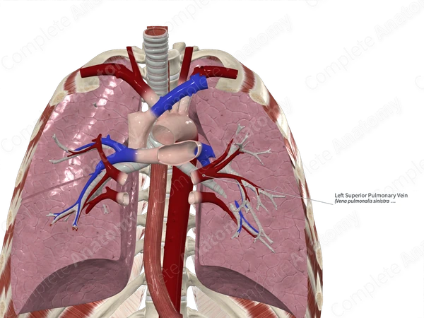 Left Superior Pulmonary Vein