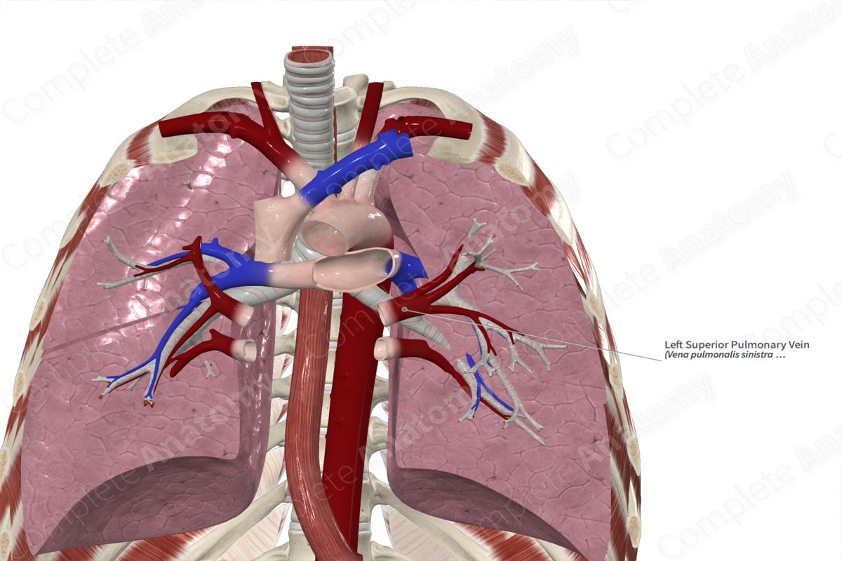 Left Superior Pulmonary Vein