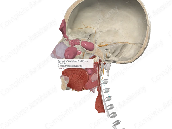 Superior Vertebral End Plate (C4-C5)
