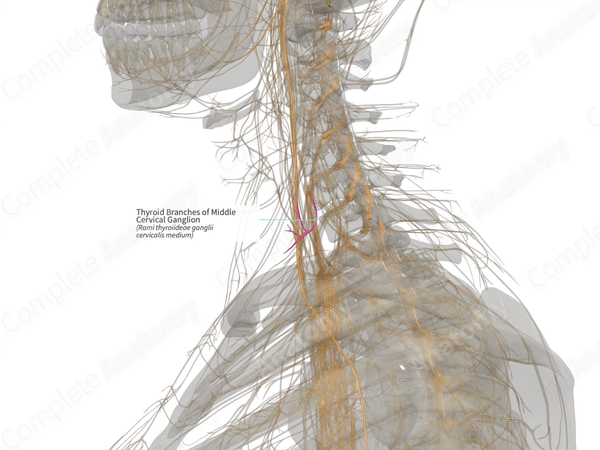 Thyroid Branches of Middle Cervical Ganglion (Left)