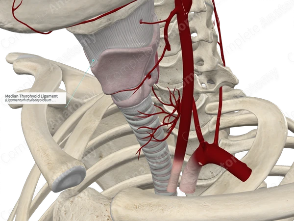Median Thyrohyoid Ligament