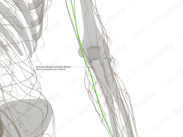 Articular Branch of Ulnar Nerve (Left)