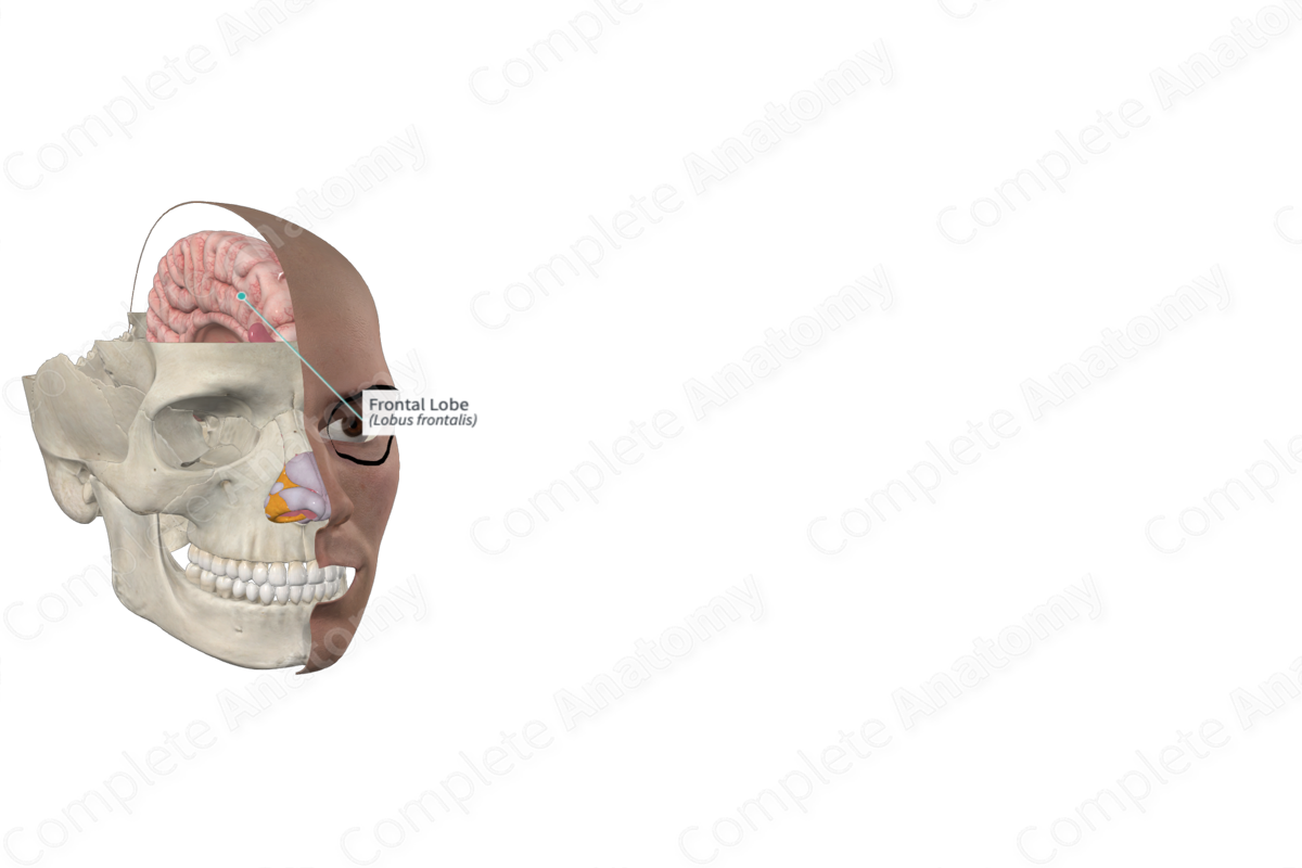 Complete Anatomy Biology Diagrams