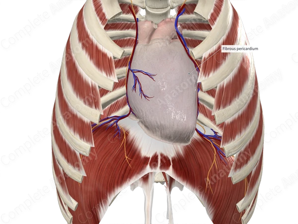 Fibrous Pericardium