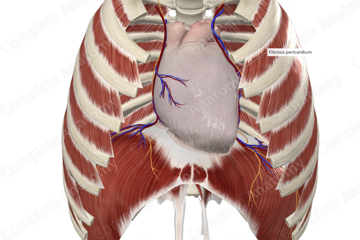 Fibrous Pericardium