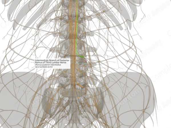 Intermediate Branch of Posterior Ramus of Third Lumbar Nerve (Right)
