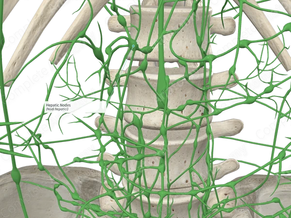 Hepatic Nodes