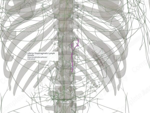 Inferior Diaphragmatic Lymph Vessels (Right)