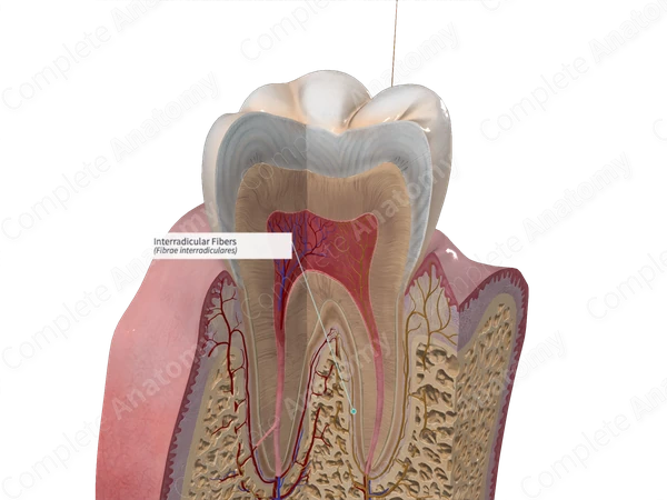 Interradicular Root Interradicular Fibers | Complete Anatomy