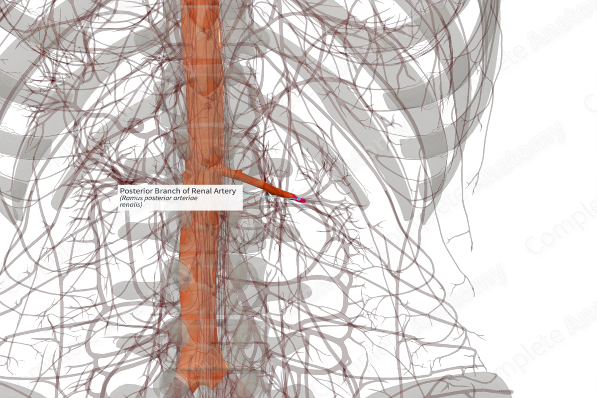 Posterior Branch of Renal Artery (Left)