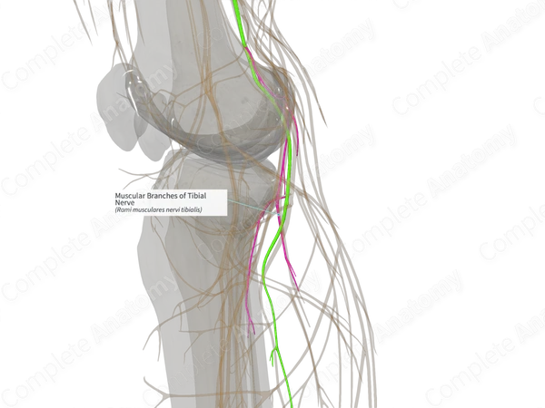 Muscular Branches of Tibial Nerve (Left)