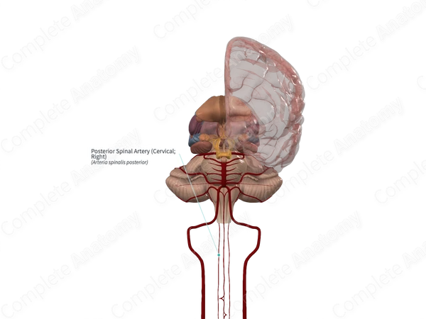 Posterior Spinal Artery (Cervical; Right)