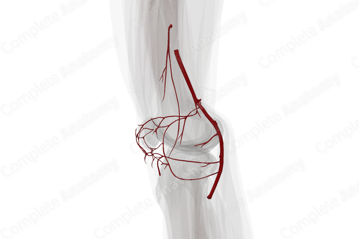 Arteries of Knee (Left)