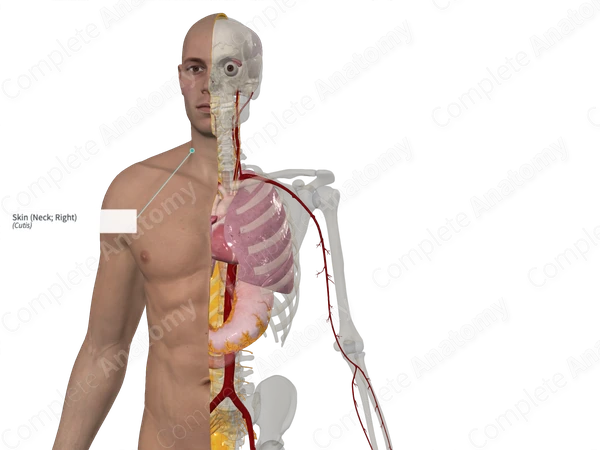 Skin (Neck; Right)