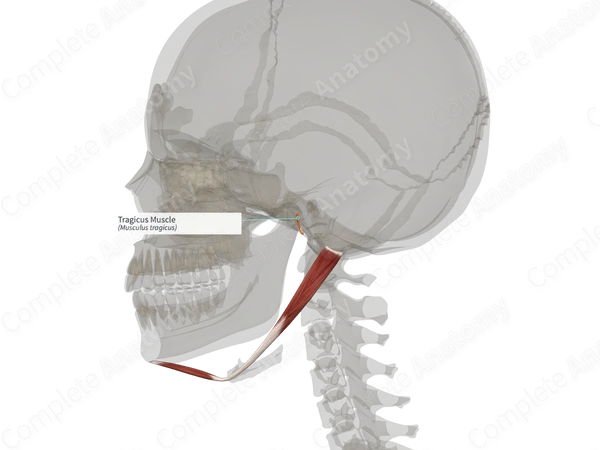 Tragicus Muscle (Right)