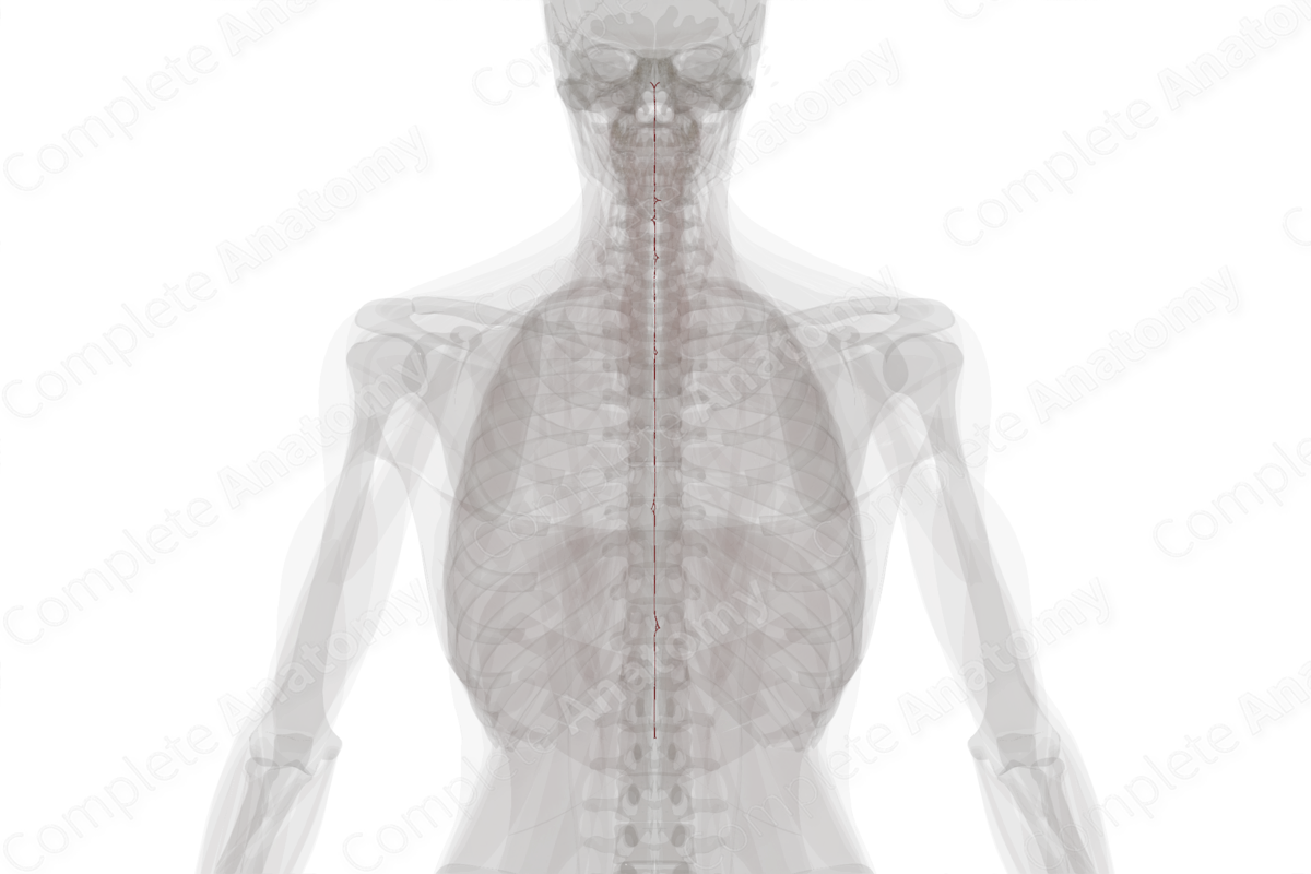 Anterior Spinal Artery