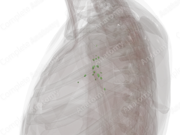 Pulmonary Lymph Nodes