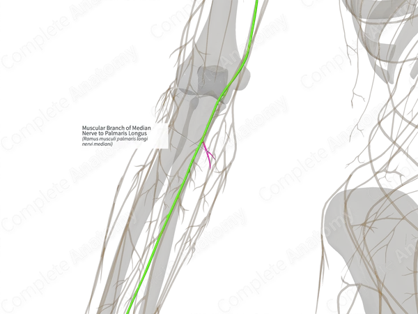 Muscular Branch of Median Nerve to Palmaris Longus (Right)