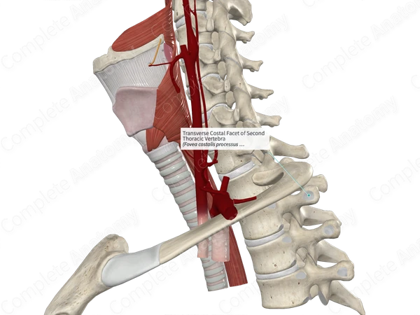 Transverse Costal Facet of Second Thoracic Vertebra 