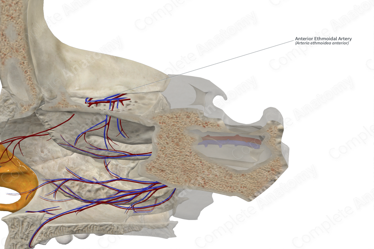 Anterior Ethmoidal Artery 