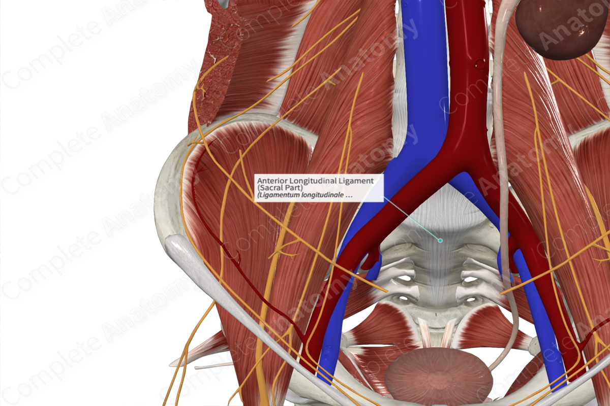 Anterior Longitudinal Ligament (Sacral Part)