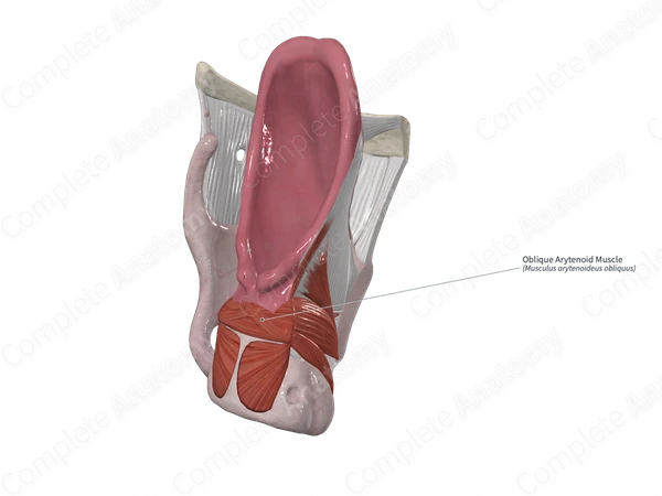 Oblique Arytenoid Muscle