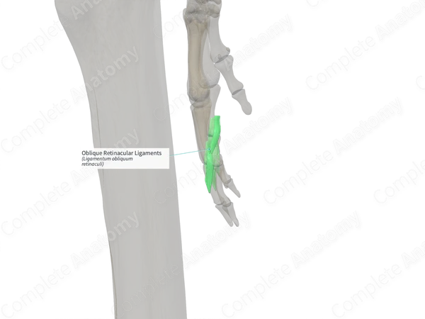 Oblique Retinacular Ligaments (Left)