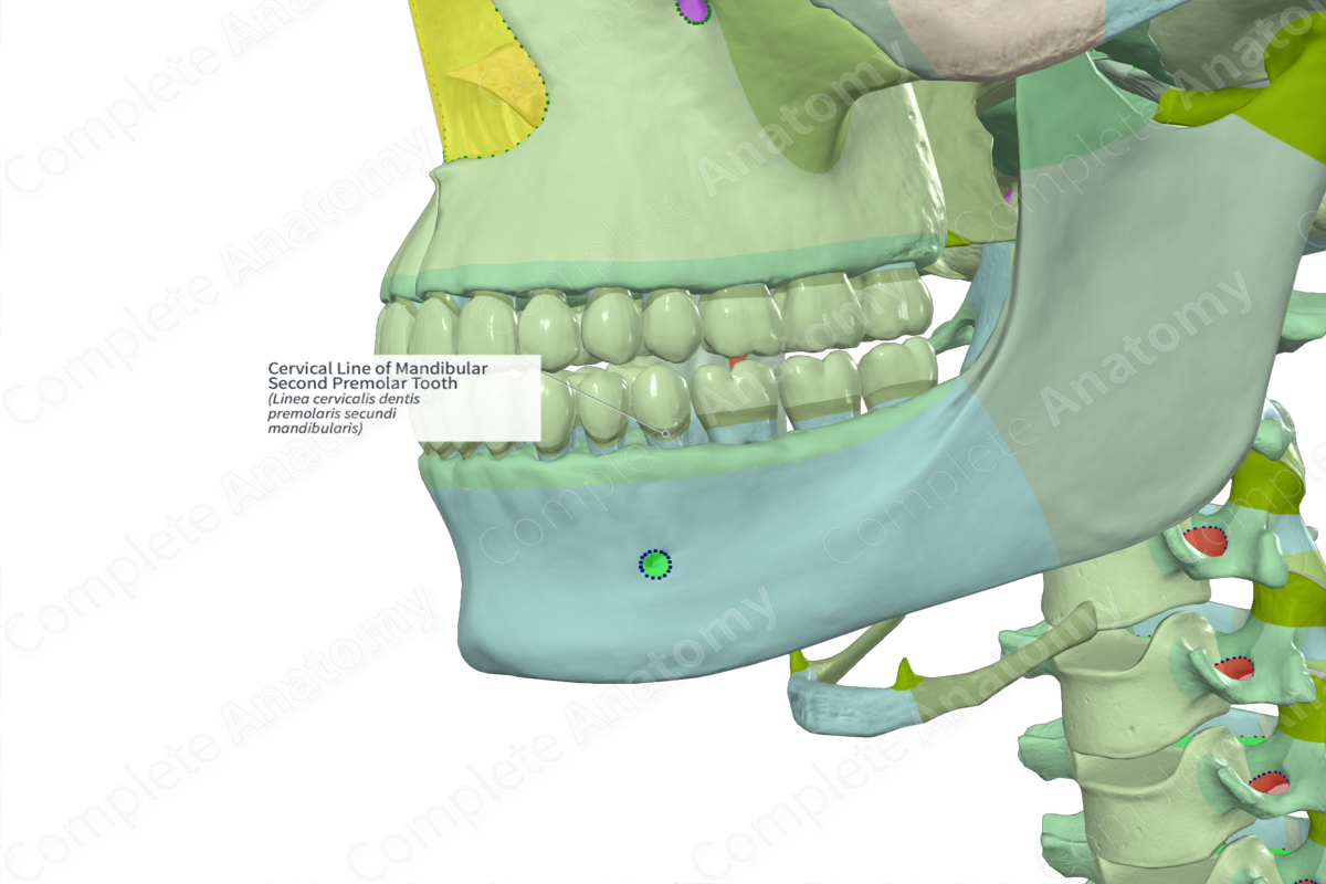 Cervical Line of Mandibular Second Premolar Tooth