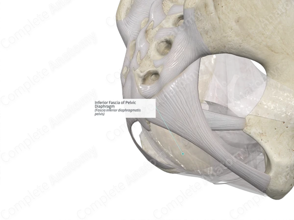 Inferior Fascia of Pelvic Diaphragm
