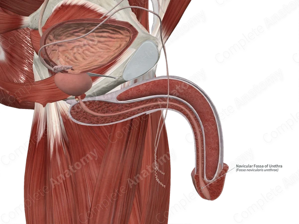 Navicular Fossa of Urethra