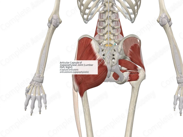 Articular Capsule of Zygapophyseal Joint (Lumbar Part; Right)