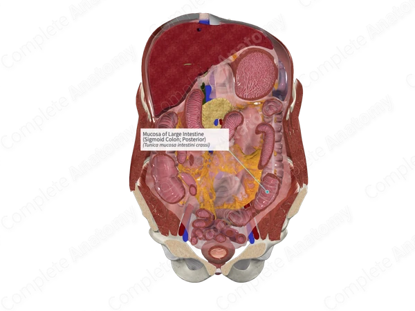Mucosa of Large Intestine (Sigmoid Colon; Posterior)