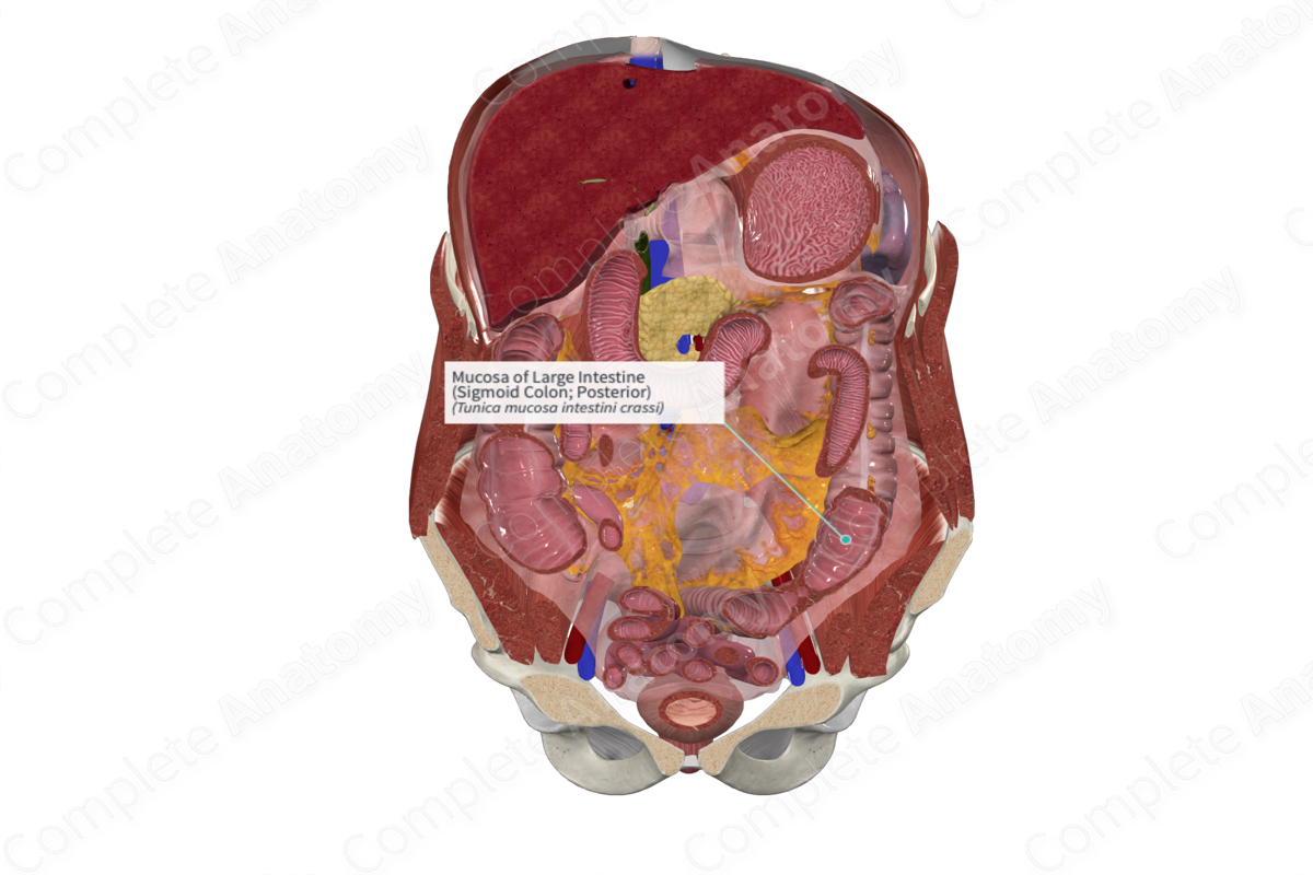 Mucosa of Large Intestine (Sigmoid Colon; Posterior)