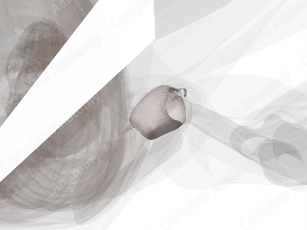 Glenohumeral Joint (Left)