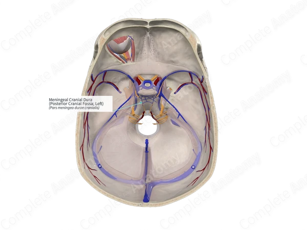 Meningeal Cranial Dura (Posterior Cranial Fossa; Right)
