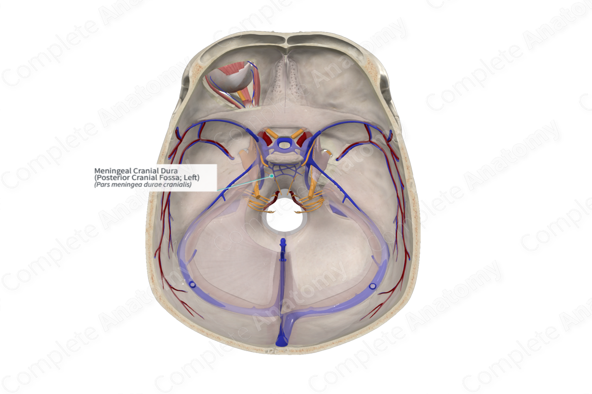 Meningeal Cranial Dura (Posterior Cranial Fossa; Right)