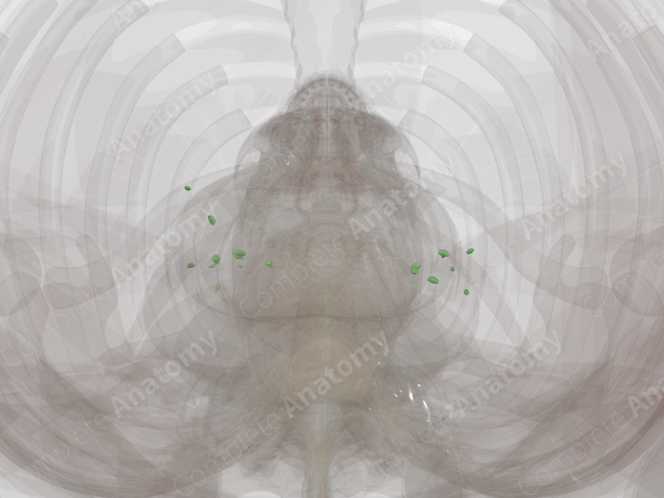 Pulmonary Lymph Nodes