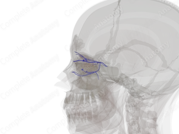 Orbital Veins