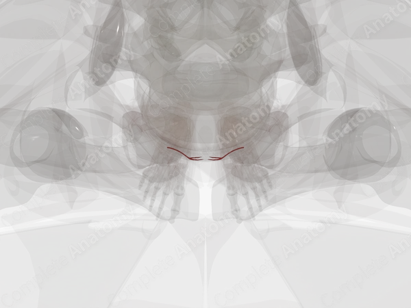 Arteries of Urethra