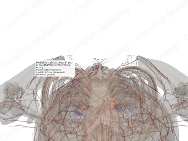 Medial Dorsal Cutaneous Branch of Fourth Posterior Intercostal Artery (Right)