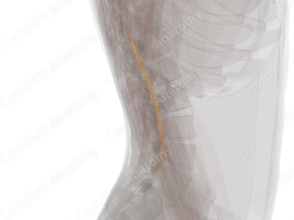 Posterior Roots of Lumbar Nerves (Left)