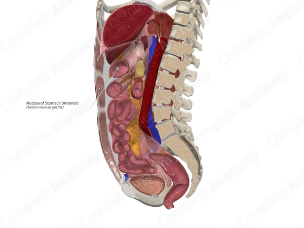 Mucosa of Stomach (Anterior)
