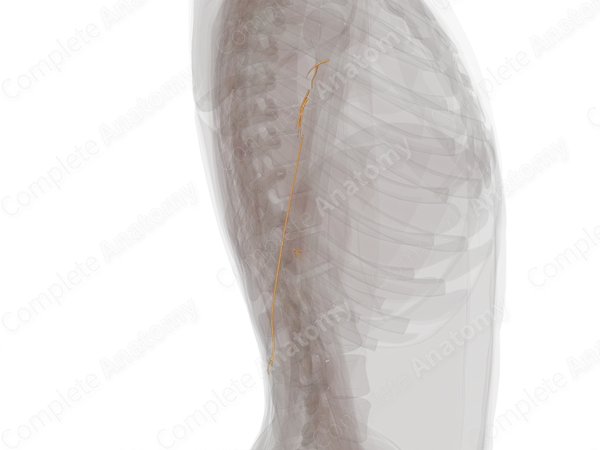 Muscular Branches of Radial Nerve (Arm, Right)
