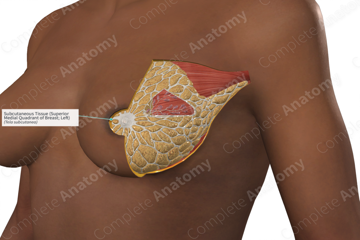 Subcutaneous Tissue (Superior Medial Quadrant of Breast; Left)