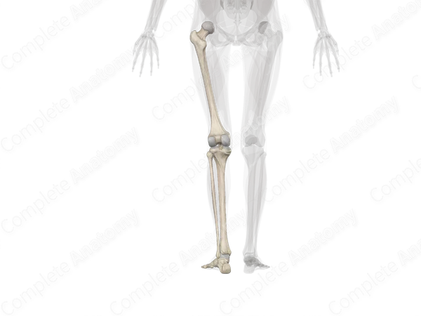 Bones of Free Part of Lower Limb (Left)