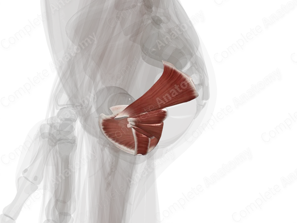 Deep Gluteal Muscles (Left)